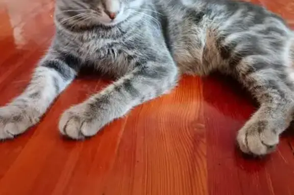 Найдена кошка, Ессентуки, фото: Котик найден в сквере, Октябрьская ул., Ессентуки