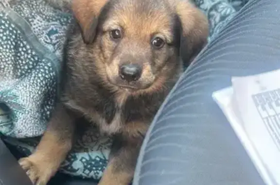 Найдена собака, Ленина, фото: Найдена собака, Ленина, Оренбургская обл.