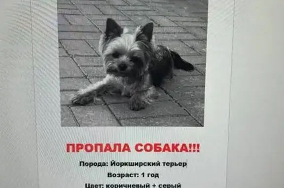 Пропала собака, Нижне-Луговая, Томск
