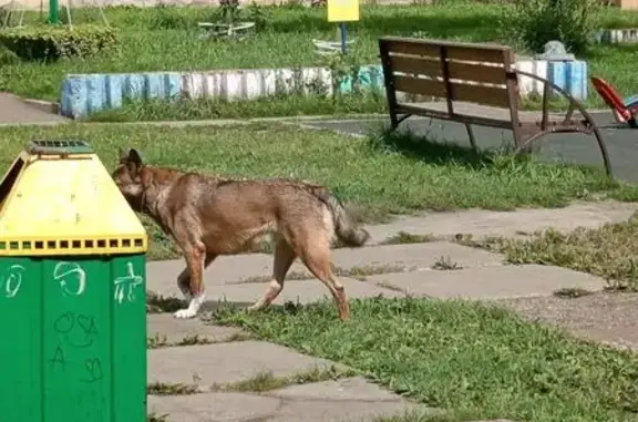 Собака найдена: Малаховская, 2, Красноярск