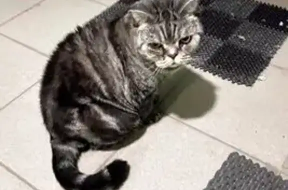 Найдена кошка, Оренбург, фото: Кошка найдена: Карагандинская 37Б, Оренбург