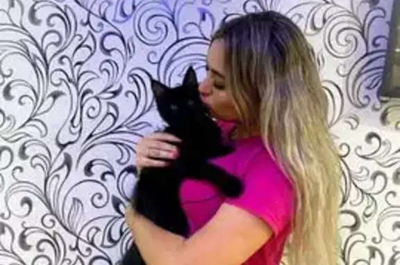 Пропала кошка, Волгоградская ул, Знаменск