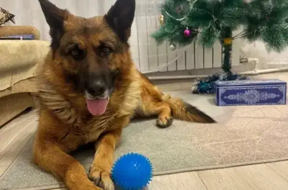 Собаки потеряшки, Сызрань, фото: Потеряшка овчарка, Ульяновская 72, Сызрань