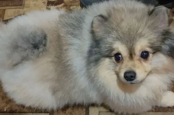 Найдена собака, Воронежская область, фото: Собака найдена, Воронеж, Воронежская обл.