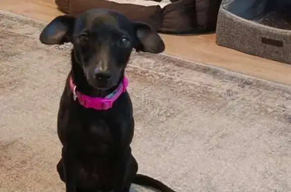 Найдена собака, Золотово, фото: Найдена собака, Советская 68, Золотово