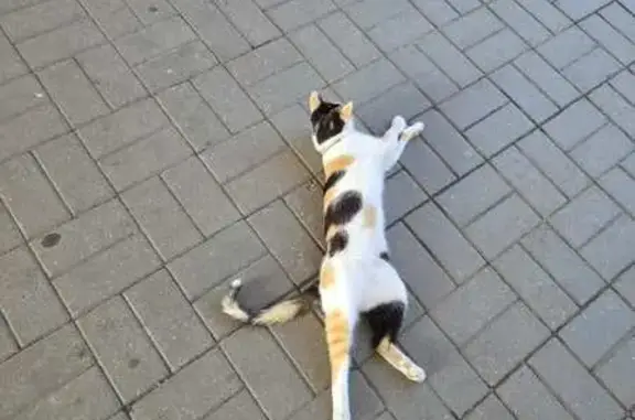 Найдена кошка, Минск, фото: Трехцветка найдена: Маяковского 22 к1