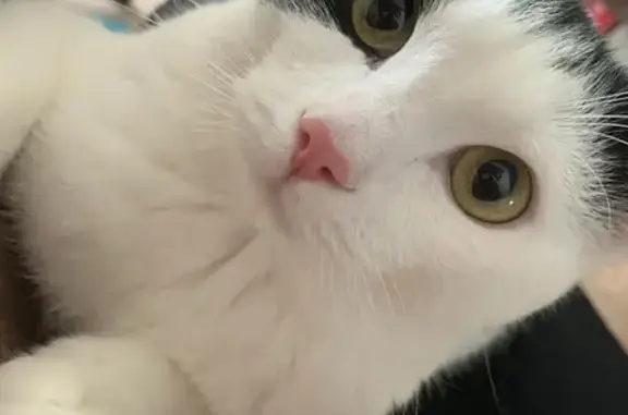 Пропала кошка, Новый Уренгой