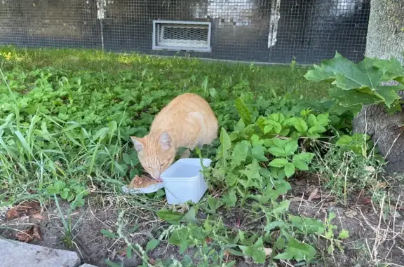 Кошка найдена: Замшина ул., 25 к2, СПб