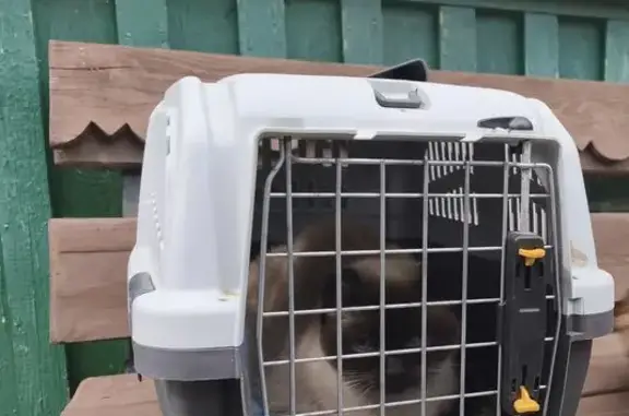 Найдена кошка, Московская область, фото: Кошка найдена у отеля 