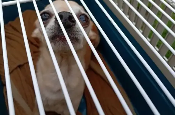 Найдена собака, Саранск, фото: Найдена собака, Советская ул. 162, Саранск