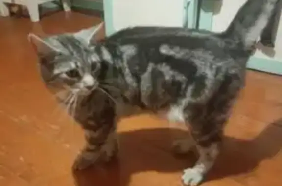 Найдена кошка, Московская область, фото: Кот найден в Александровке, Наро-Фоминск