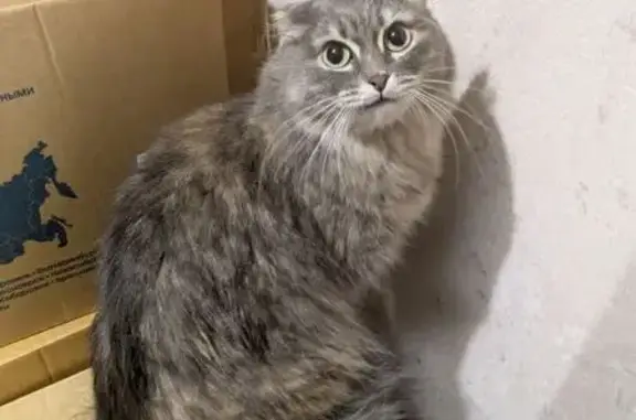 Найдена кошка, Сургут, фото: Кошка найдена: Комсомольский пр., 27, Сургут