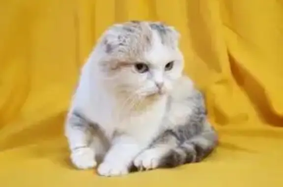 Пропала кошка, Львовский пер., 2, Липецк