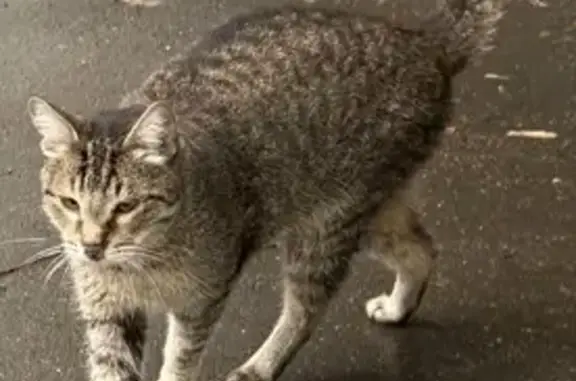 Кошка найдена у подъезда, Бакинских Комиссаров, 9