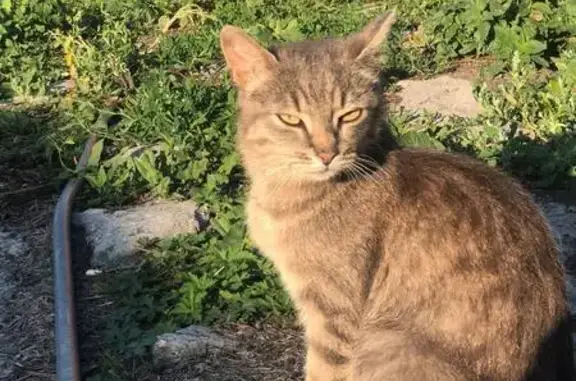 Ищем хозяев для кошки и котят, Урицкого 25