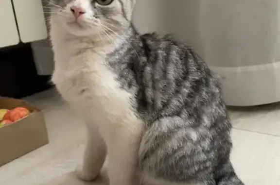 Кошка найдена на ул. Урицкого, 70, Кимры