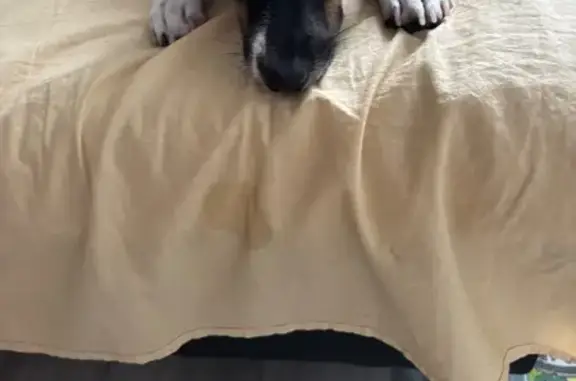 Найдена собака, Иваново, фото: Найдена собака, Красноярская ул. 36/17