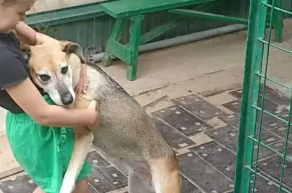 Собаки потеряшки, Воронежская область, фото: Потеряшка собака, ул.Транспорная, Россошь