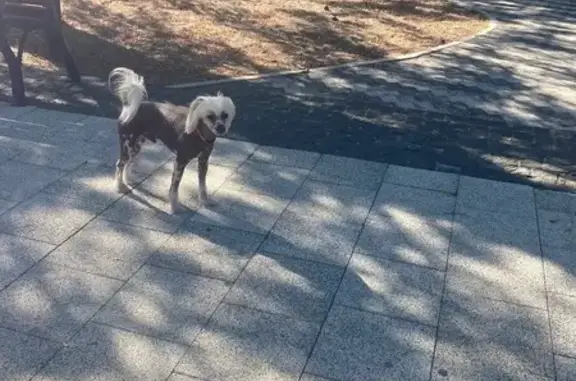 Найдена собака, Симферополь, фото: Симферополь: найдены собаки, ул. Ленина, 2