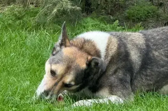Найдена собака, Красноярск, фото: Собака найдена в центре Красноярска