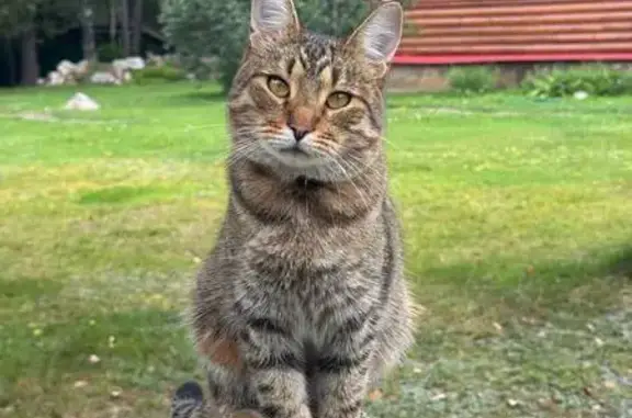 Пропала кошка, Нижегородская область