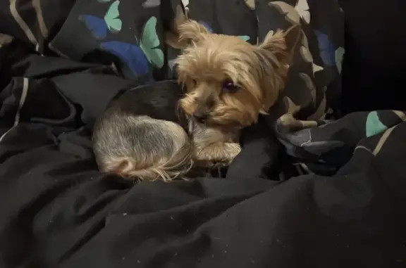 Йоркширский терьер найден, Химки, Горная 21