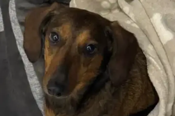 Собаки потеряшки, Орехово-Зуево, фото: Потеряшка собака, Октябрьская 24, Орехово-Зуево