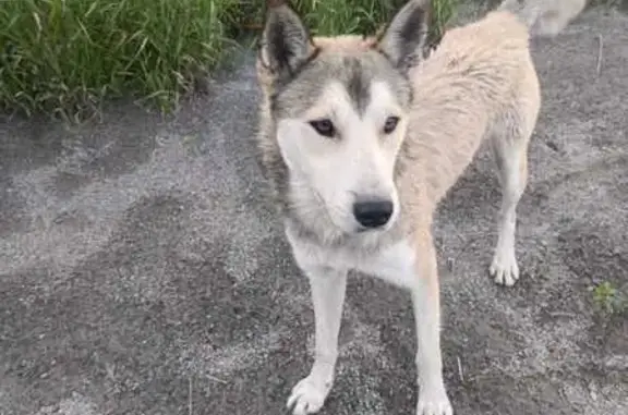 Найдена собака, Магнитогорск, фото: Пёс найден на ул. Гагарина, Магнитогорск