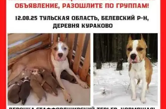 Пропала собака в Кураково, Тульская область