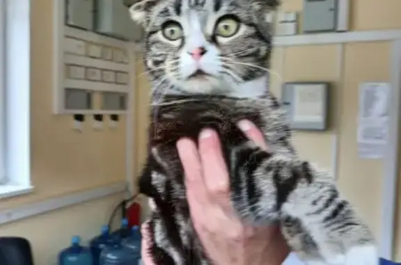 Кошка найдена: Минское шоссе, МО