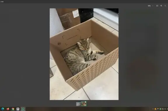 Найдена кошка, Владимир, фото: Найдена кошка, ул. Горького 81, Владимир