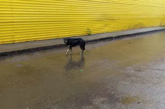 Собака найдена на Агинском тракте, 25