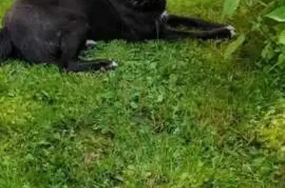 Пропала собака в Константиново, МО