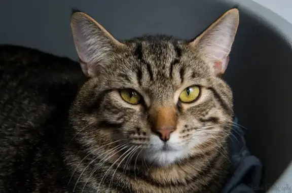 Кошки потеряшки, Рязанская область, фото: Потеряшка кошка, трасса М5, Турлатово