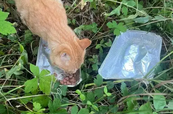 Найдена кошка, Владивосток, фото: Кот найден, Седьмая ул., Владивосток