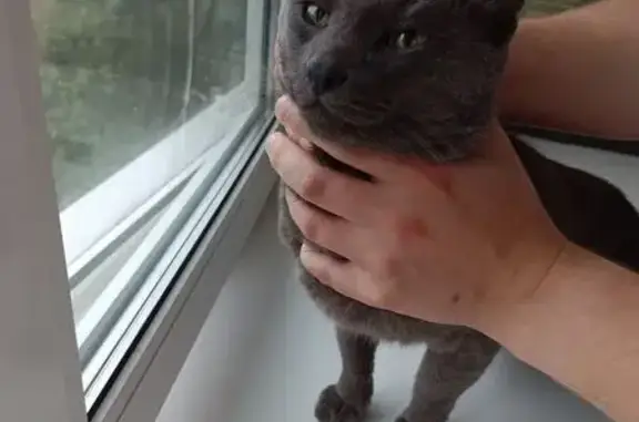 Найдена кошка, Владимир, фото: Кот найден у магазина, ул. Балакирева 26А