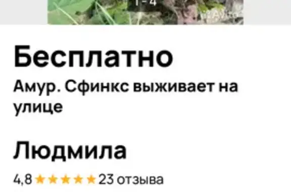Найдена кошка, Свердловская область, фото: Кошка найдена в Екатеринбурге, Свердловская
