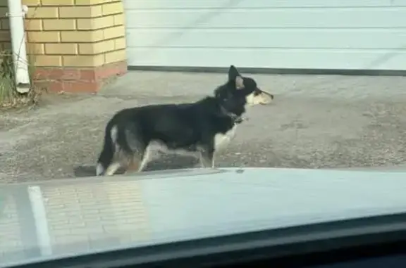 Найдена собака, Казань, Татарстан