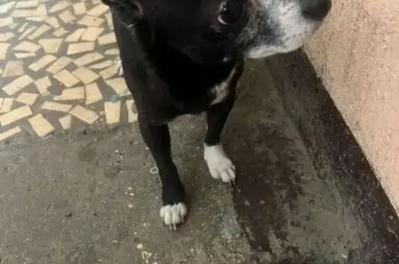 Найдена собака у подъезда, Пенза