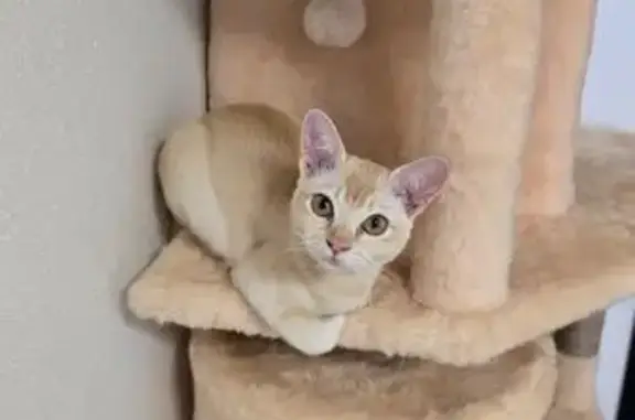 Кошки потеряшки, Пенза, фото: Потеряшка кошка на Силикатной, 20, Пенза