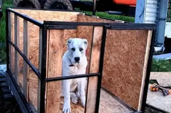 Собаки потеряшки, Калужская область, фото: Потеряшка собака в с. Ворсино, Калуга