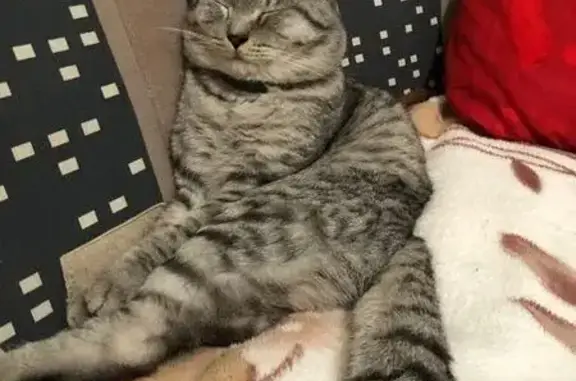 Кошки потеряшки, Белебей, фото: Потеряшка кошка, ул. Механизации, Белебей