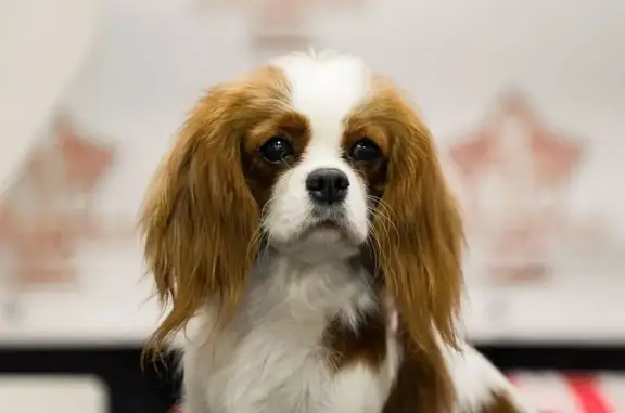 Собаки потеряшки, Челябинск, фото: Потеряшка собака, 1-я Тихорецкая, 5, Челябинск