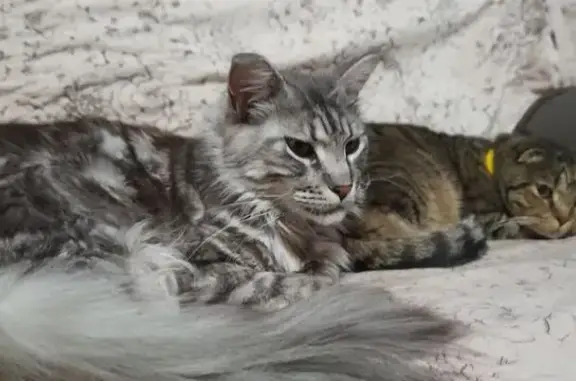 Пропала кошка, Спортивная ул., 68, Чигири