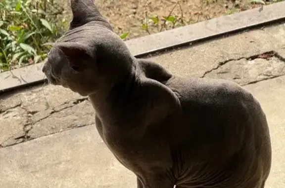 Найдена кошка, Ярославль, фото: Сфинкс найден на Слепнёва, 23, Ярославль