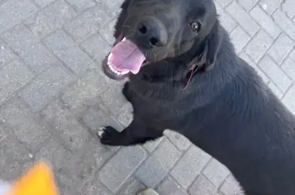 Щенок лабрадора найден: Центр. ул. 26, Луговое