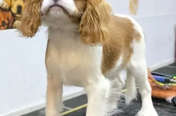 Собаки потеряшки, Челябинск, фото: Потеряшка собака, 1-я Тихорецкая, 5, Челябинск