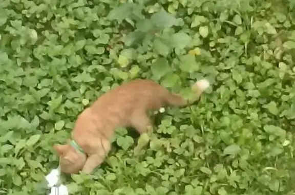 Кошка найдена: Ленинского Комсомола, 8