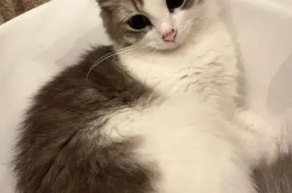 Кошки потеряшки, Химки, фото: Потеряшка кошка, ул. Марии Рубцовой, 3