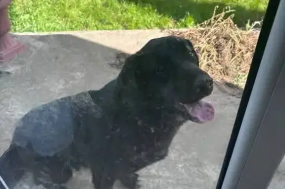 Лабрадор найден в Луговом, Калининградская обл.